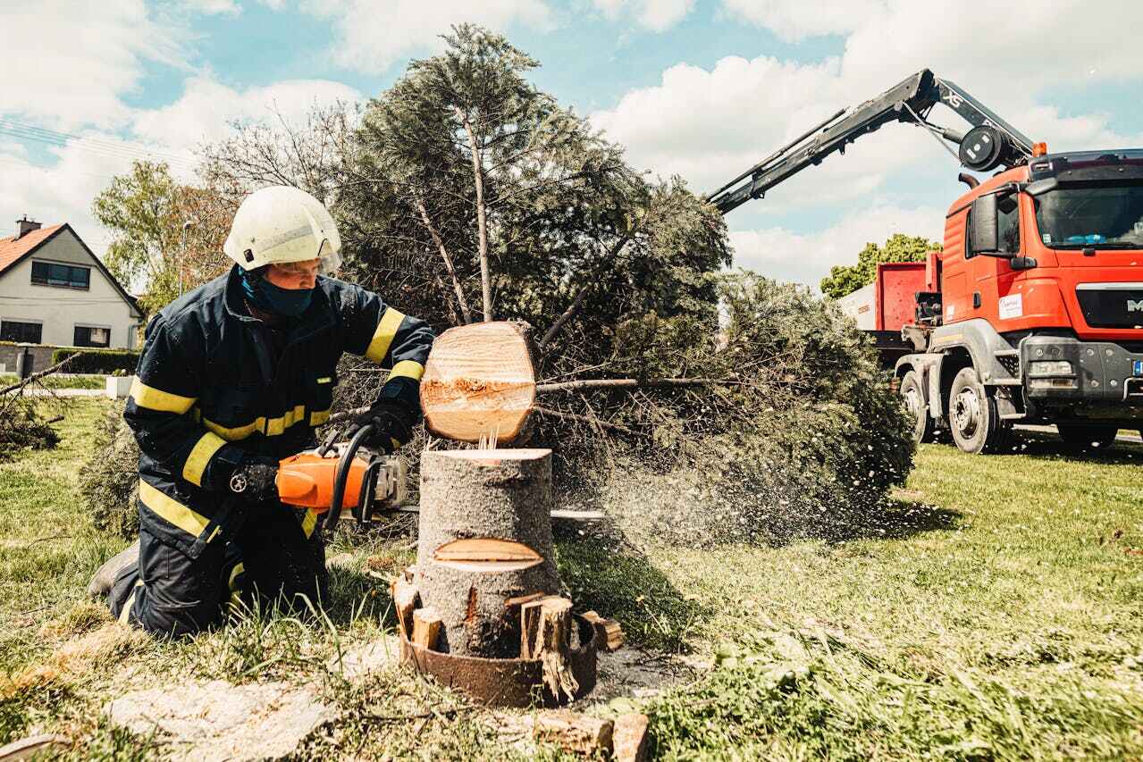 Best Tree Disease Treatment  in Malabar, FL